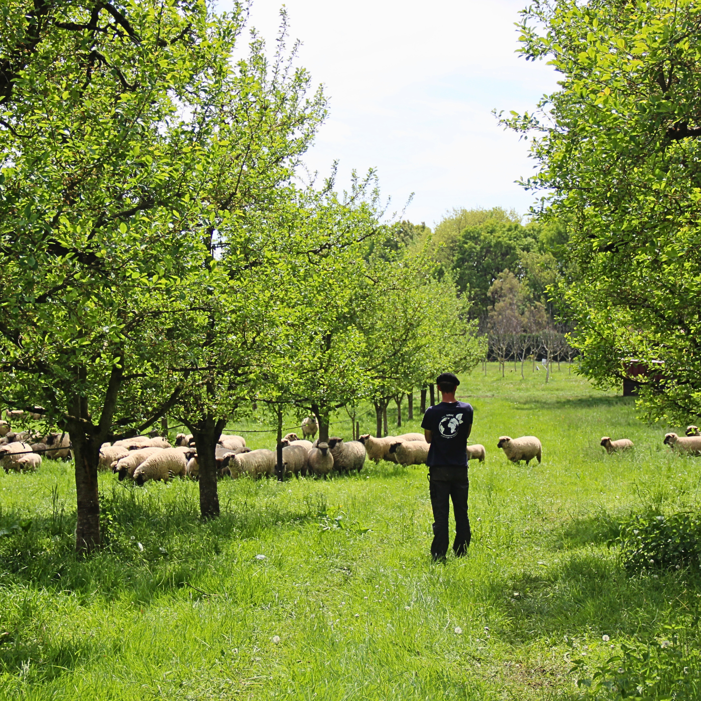 Agro-ecological transition for the plum farming of tomorrow